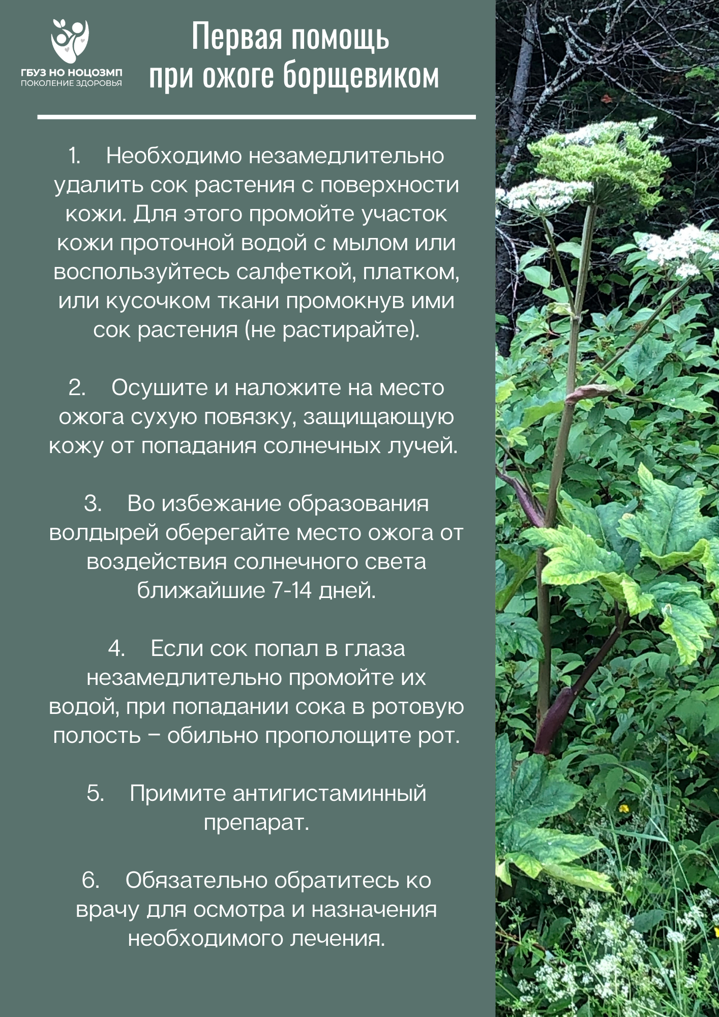 Первая помощь при ожоге борщевиком